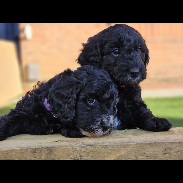 Cockapoo - Both