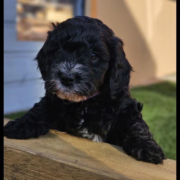 Cockapoo - Both