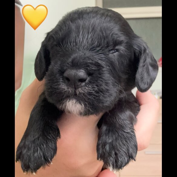Cockapoo - Both