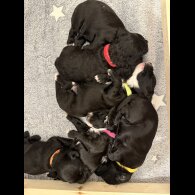 Cockapoo - Both