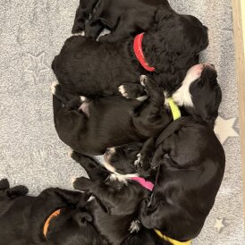 Cockapoo - Both