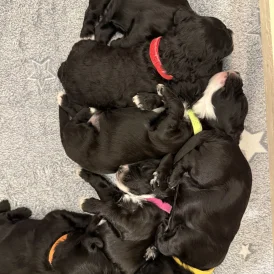 Cockapoo - Both