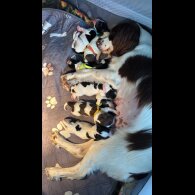 English Springer Spaniel - Both