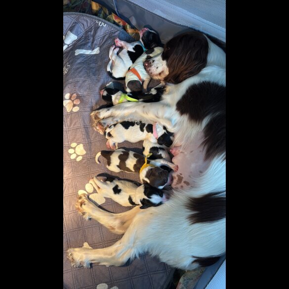 English Springer Spaniel - Both