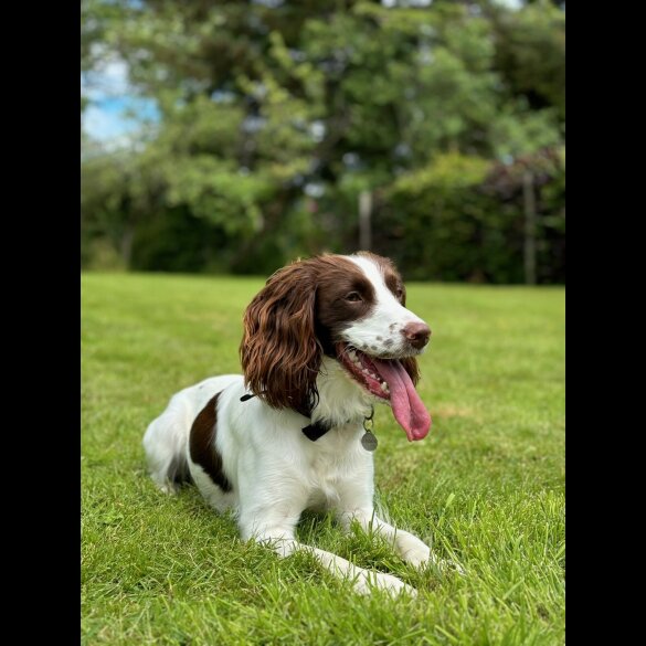 English Springer Spaniel - Both