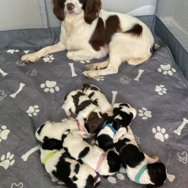 English Springer Spaniel - Both