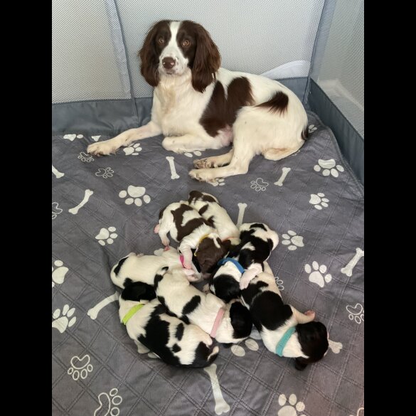 English Springer Spaniel - Both