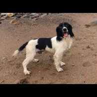 English Springer Spaniel - Both