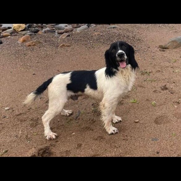 English Springer Spaniel - Both
