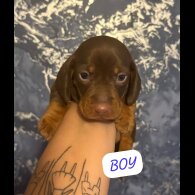 Dachshund (Standard &amp; Miniature) - Both