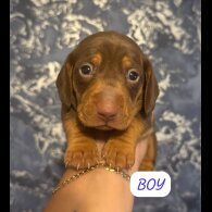 Dachshund (Standard &amp; Miniature) - Both