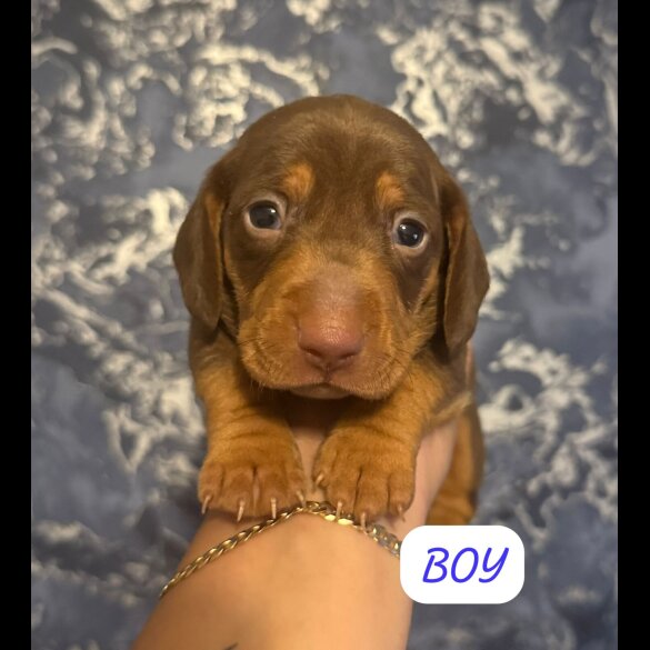 Dachshund (Standard &amp; Miniature) - Both