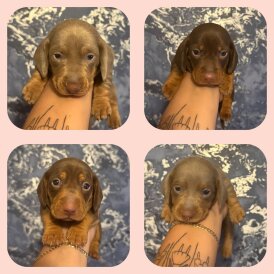 Dachshund (Standard &amp; Miniature) - Both