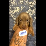Dachshund (Standard &amp; Miniature) - Both