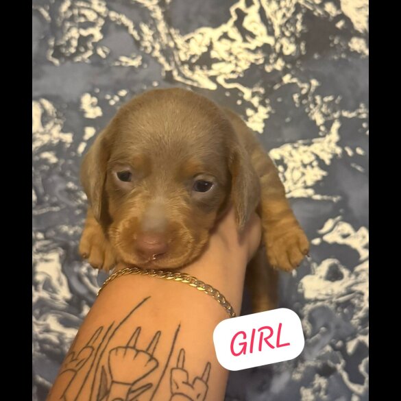 Dachshund (Standard &amp; Miniature) - Both