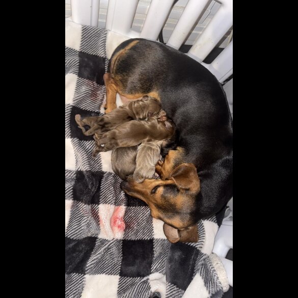 Dachshund (Standard &amp; Miniature) - Both