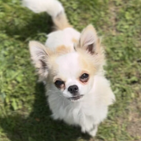 Chihuahua