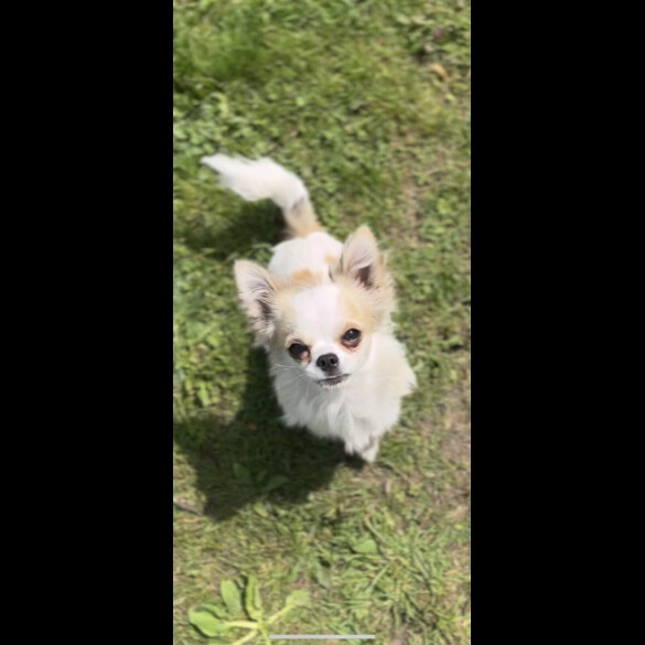 Chihuahua