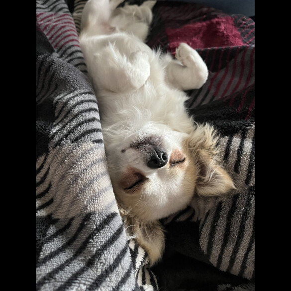 Chihuahua