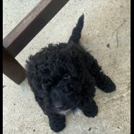 Cockapoo - Both
