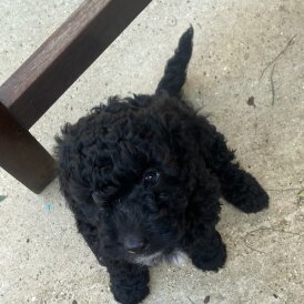 Cockapoo - Both