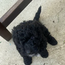 Cockapoo - Both