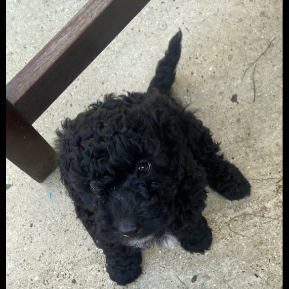 Cockapoo - Both