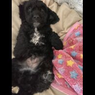 Cockapoo - Both