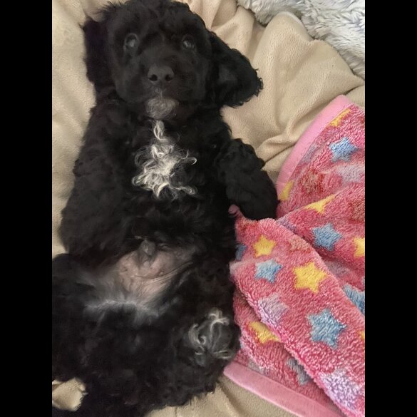 Cockapoo - Both