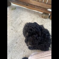 Cockapoo - Both