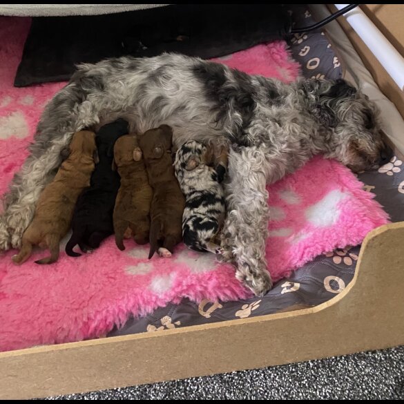 Cockapoo - Both
