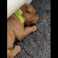 Cockapoo - Both