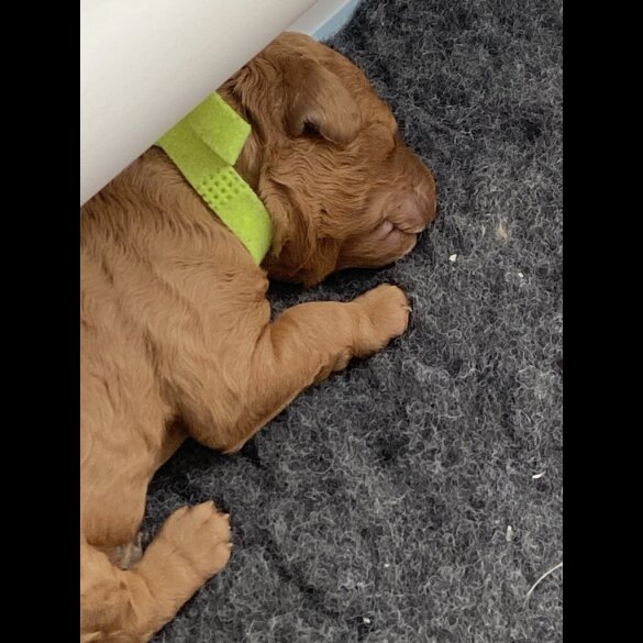 Cockapoo - Both