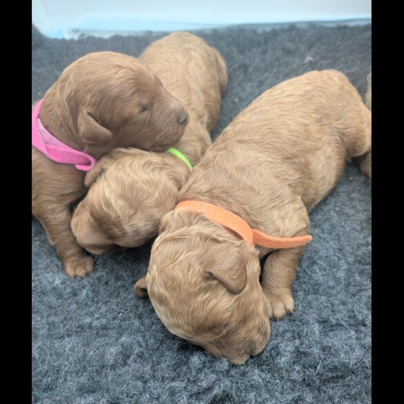 Cockapoo - Both