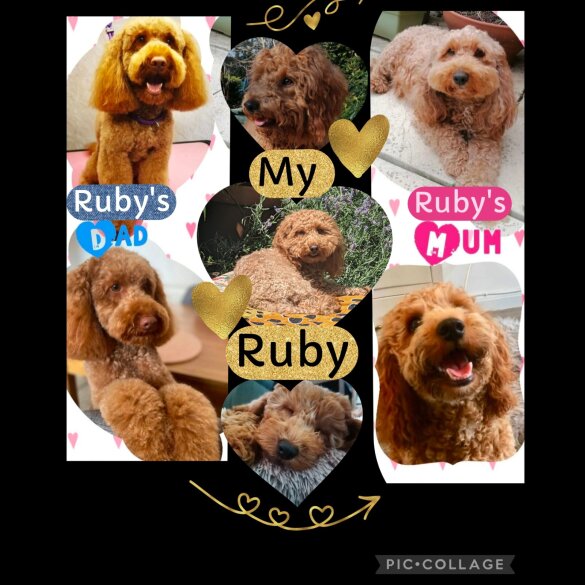 Cockapoo - Both