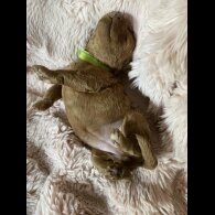 Cockapoo - Both