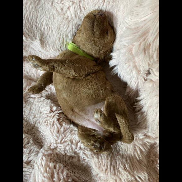 Cockapoo - Both