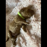 Cockapoo - Both