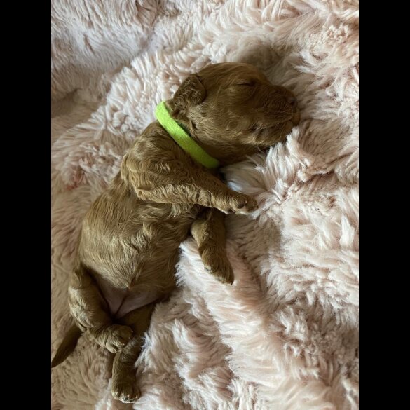Cockapoo - Both