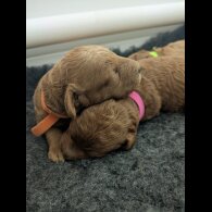 Cockapoo - Both