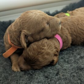 Cockapoo - Both