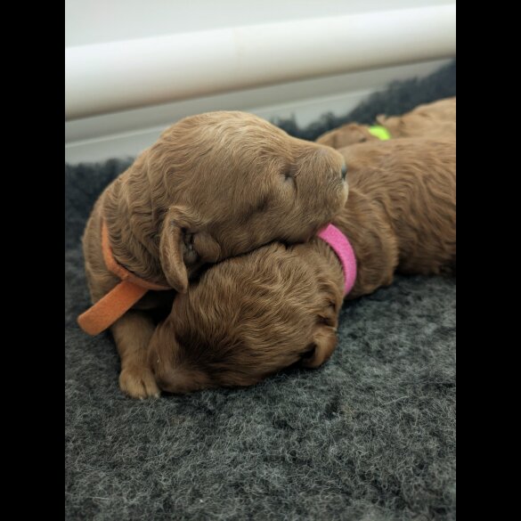 Cockapoo - Both