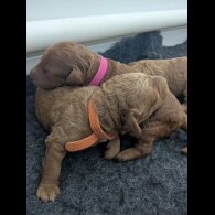 Cockapoo - Both