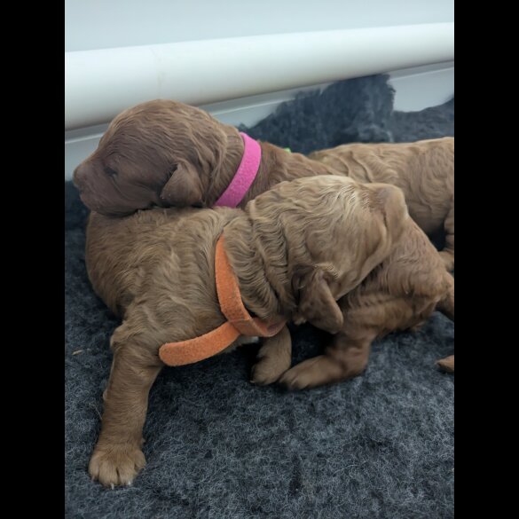 Cockapoo - Both