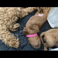 Cockapoo - Both
