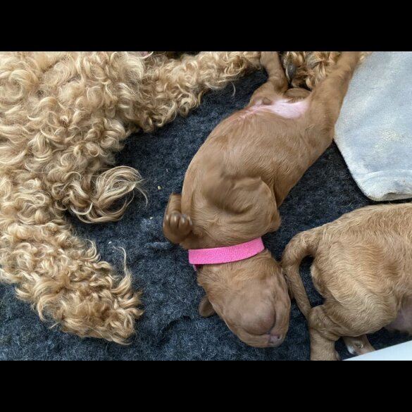 Cockapoo - Both