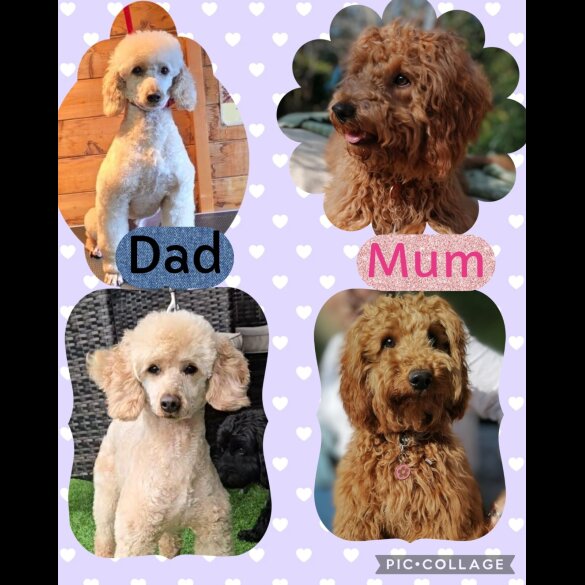 Cockapoo - Both