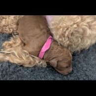 Cockapoo - Both