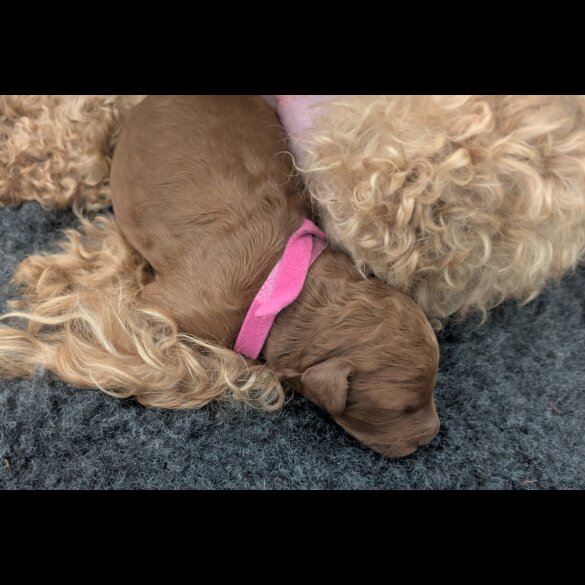 Cockapoo - Both