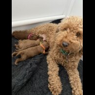 Cockapoo - Both
